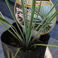 ユッカとは｜育て方がわかる植物図鑑｜みんなの趣味の園芸（NHK出版）