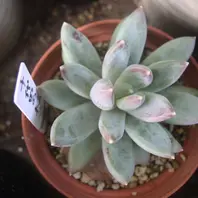 パキフィツムとは|育て方がわかる植物図鑑|みんなの趣味の園芸 パキフィツムとは|育て方がわかる植物図鑑|みんなの趣味の園芸