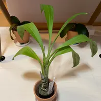 カタセタムの種類(原種、品種)|植物図鑑|みんなの趣味の園芸 カタセタムの種類(原種、品種)|植物図鑑|みんなの趣味の園芸
