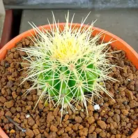 エキノカクタス白刺金鯱の基本情報・育て方|多肉植物・サボテン エキノカクタス白刺金鯱の基本情報・育て方|多肉植物・サボテン