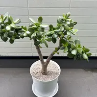 金のなる木とは｜育て方がわかる植物図鑑｜みんなの趣味の園芸（NHK出版）