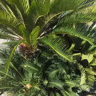 ソテツのそだレポ（栽培レポート）｜植物図鑑｜みんなの趣味の園芸
