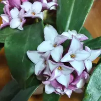 ジンチョウゲとは｜育て方がわかる植物図鑑｜みんなの趣味の園芸