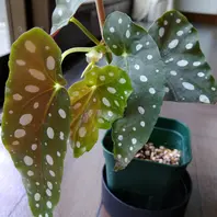 葉挿し株の経過報告5「ベゴニア・マクラータの挿し芽株からの栽培