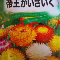 ヘリクリサム（ムギワラギク・帝王貝細工）とは｜育て方がわかる植物