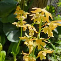 エビネ（春咲き）とは｜育て方がわかる植物図鑑｜みんなの趣味の