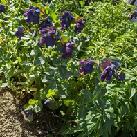 セリンセ・マヨールの種類（原種、品種）｜植物図鑑｜みんなの趣味の
