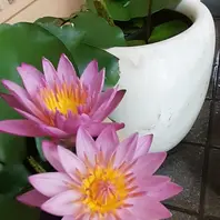 熱帯スイレンとは｜育て方がわかる植物図鑑｜みんなの趣味の園芸