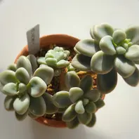 パキフィツム桃美人の基本情報・育て方|多肉植物・サボテン図鑑 パキフィツム桃美人の基本情報・育て方|多肉植物・サボテン図鑑