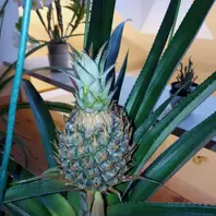 パインの実 r11610778.jpg