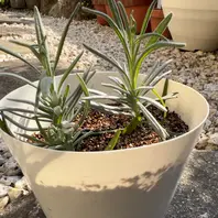 元気に成長中！「10本のラベンダーの挿し木に挑戦 何本育つかな？」-そ