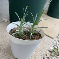 元気に成長中！「10本のラベンダーの挿し木に挑戦 何本育つかな？」-そ