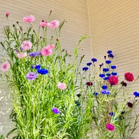 ♢矢車草ページです♢ ヤグルマギク(矢車菊)【かぎけんWEB】