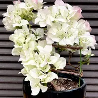 Amazon.co.jp: ブーゲンビ ブーゲンビリア 苗 花木 観葉植物