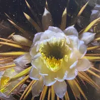 クジャクサボテンの種類（原種、品種）｜植物図鑑｜みんなの趣味の園芸