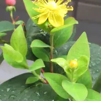 オトギリソウ（ヒペリカム）の仲間の種類（原種、品種）｜植物