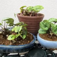 カンアオイとは｜育て方がわかる植物図鑑｜みんなの趣味の園芸（NHK出版）