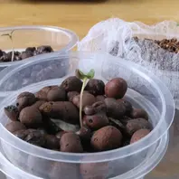 水耕も挑戦「レモンユーカリを種から」-そだレポ｜みんなの趣味の園芸