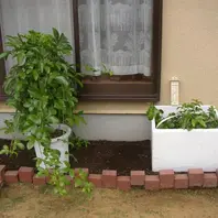 今回、植えるパッションフルーツの苗「パッションフルーツの緑の