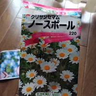 ノースポール（クリサンセマム）とは｜育て方がわかる植物図鑑