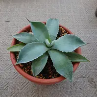 経過観察。「アガベ その2。(元株をカットした先の方を植えたもの