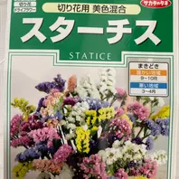 スターチスとは｜育て方がわかる植物図鑑｜みんなの趣味の園芸