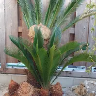 ソテツ 株立　30 ソテツ 株立 30