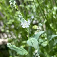 オンファロデスの種類(原種、品種)|植物図鑑|みんなの趣味の オンファロデスの種類(原種、品種)|植物図鑑|みんなの趣味の