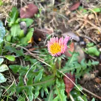 タンポポの種類（原種、品種）｜植物図鑑｜みんなの趣味の園芸