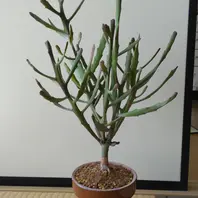 ユーフォルビア群星冠の基本情報・育て方｜多肉植物・サボテン