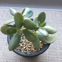 金のなる木のそだレポ（栽培レポート）｜植物図鑑｜みんなの趣味