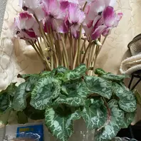 正式的 シクラメンのそだレポ（栽培レポート）〔6ページ目〕｜植物図鑑 その他