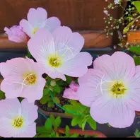 月見草（マツヨイグサの仲間）とは｜育て方がわかる植物図鑑｜みんなの