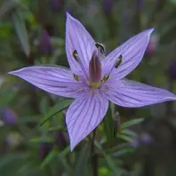 センブリとは｜育て方がわかる植物図鑑｜みんなの趣味の園芸（NHK出版）