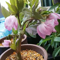 ヘレボルス・チベタヌスの種類（原種、品種）｜植物図鑑｜みんなの趣味