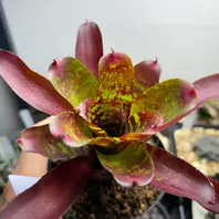 ネオレゲリアのそだレポ(栽培レポート)|植物図鑑|みんなの ネオレゲリアのそだレポ(栽培レポート)|植物図鑑|みんなの
