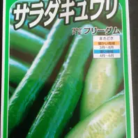 LEDライトできゅうりを室内水耕栽培！（エコゲリラ店長の栽培