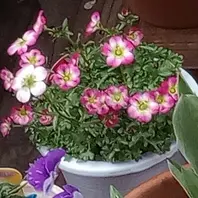 雲間草とは｜育て方がわかる植物図鑑｜みんなの趣味の園芸（NHK
