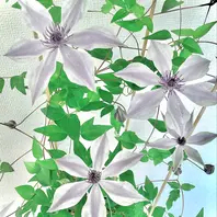 yukizenさんのマイページ-みんなの趣味の園芸