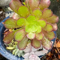 アエオニウムの育て方・栽培方法｜植物図鑑｜みんなの趣味の園芸