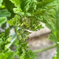 センテッドゼラニウムの育て方・栽培方法|植物図鑑|みんなの センテッドゼラニウムの育て方・栽培方法|植物図鑑|みんなの