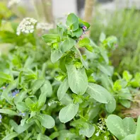 セリンセ・マヨールの種類（原種、品種）｜植物図鑑｜みんなの趣味の