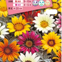 ガザニアのそだレポ（栽培レポート）〔2ページ目〕｜植物図鑑