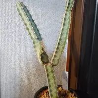 ユーフォルビア・トゥレアレンシスの基本情報・育て方|多肉植物 ユーフォルビア・トゥレアレンシスの基本情報・育て方|多肉植物