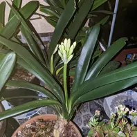 クンシランのそだレポ（栽培レポート）｜植物図鑑｜みんなの趣味