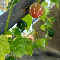 オキナワスズメウリの育て方・栽培方法｜植物図鑑｜みんなの趣味の園芸