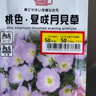 月見草（マツヨイグサの仲間）の育て方・栽培方法｜植物図鑑｜みんなの