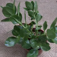 カランコエ 緑色のつぼみ カランコエの蕾。「多肉・観葉植物」のアルバム-みんなの趣味の園芸1817867