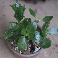 つぼみが現れはじめる「カランコエ・花から次の花まで」-そだレポ