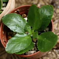 つぼみが現れはじめる「カランコエ・花から次の花まで」-そだレポ